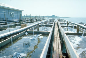 Water quality concerns may move up food chain