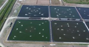 OceanBoy Farms: Challenges of inland, freshwater production of shrimp in Florida