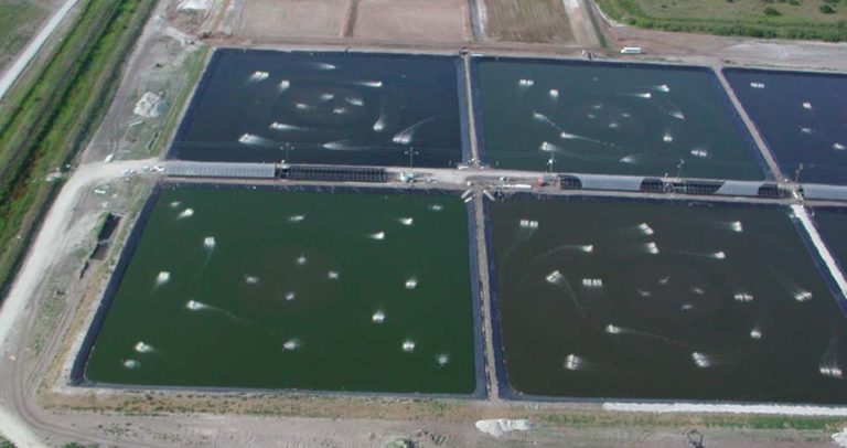 Article image for OceanBoy Farms: Challenges of inland, freshwater production of shrimp in Florida