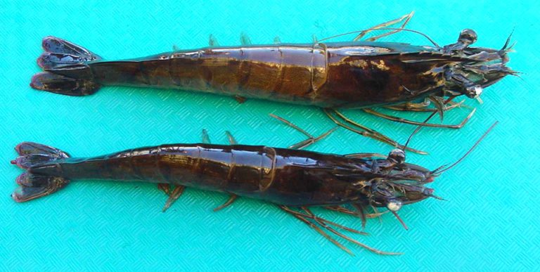 Article image for Sexual growth dimorphism in penaeid shrimp