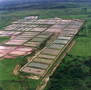 Inland shrimp farming in Ecuador