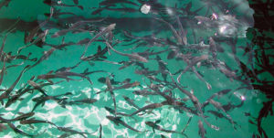 Weaning marine fish from live to dry diets presents challenges