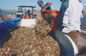 Partial harvesting: A smart strategy for shrimp farmers