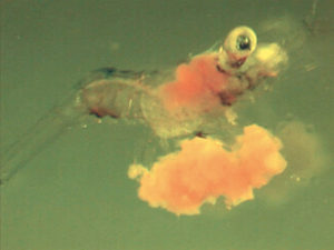 Microbound diet proves successful as replacement for artemia nauplii