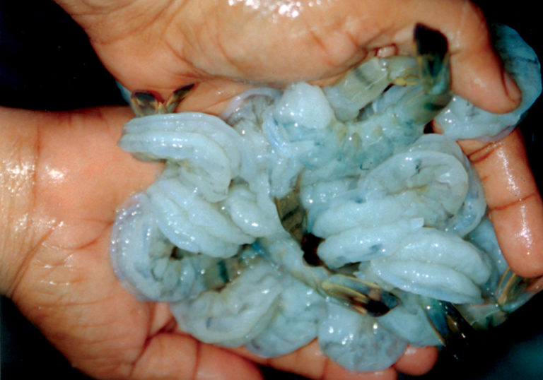 Article image for Phosphates and shrimp