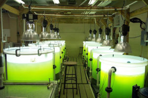 Refrigeration affects fatty acid profile of microalgae