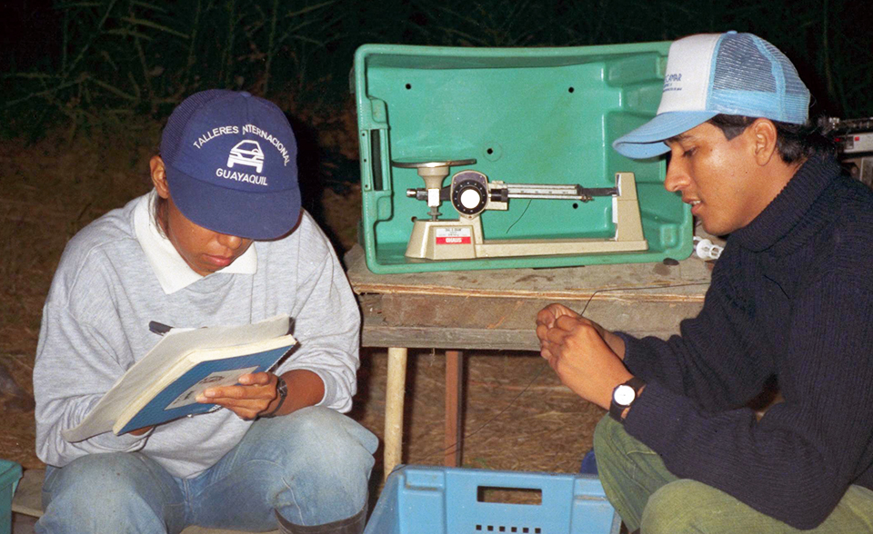 Article image for Harvesting head-on shrimp