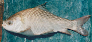 A review of Indian major carp species