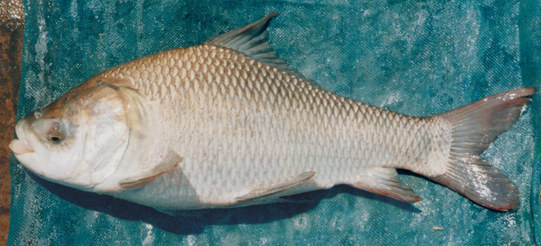 Article image for A review of Indian major carp species