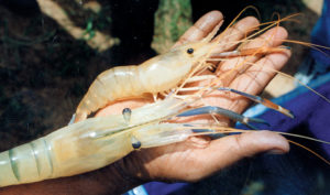 Freshwater prawn farming