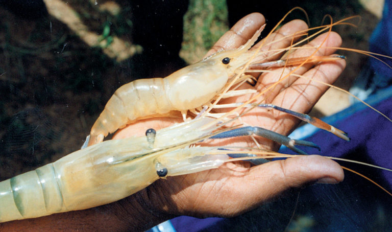Article image for Freshwater prawn farming expanding in India