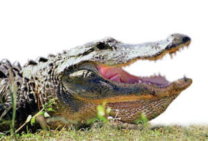 Phosphates enhance alligator meat products