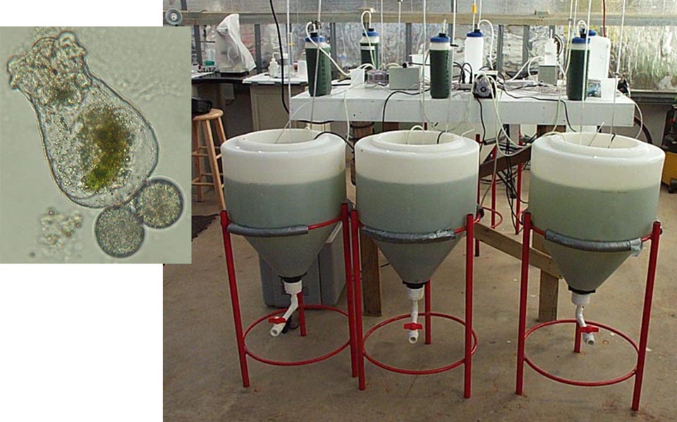 Trial finds microalgal paste suitable for rotifer nutrition ...