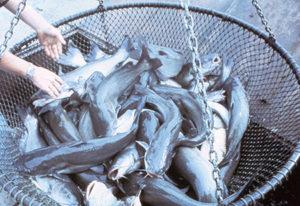 Reducing the protein content of catfish feed to the minimum needed to promote acceptable growth can decrease production cost and improve water quality.