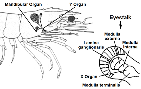 Article image for Role of hormones in shrimp growth, reproduction