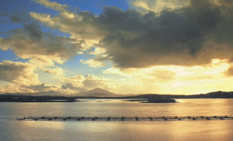 Article image for Irish government injects millions into aquaculture projects