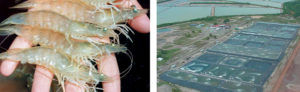 Development, implementation of shrimp health programs require integrated effort