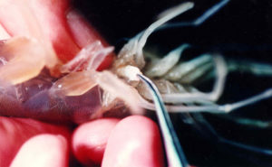 Maturation diets for male shrimp: Fresh food vs. formulated feeds
