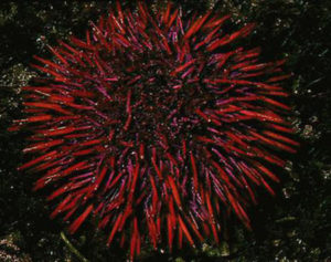 Sea urchin aquaculture: From laboratory to production