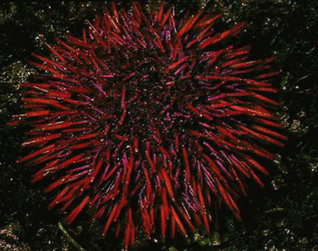 Article image for Sea urchin aquaculture: From laboratory to production