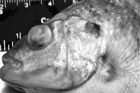 Article image for Study shows oxytetracycline controls streptococcus in tilapia