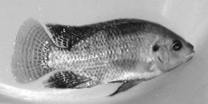 Salinity affects protein, lipid requirements of Nile tilapia broodstock