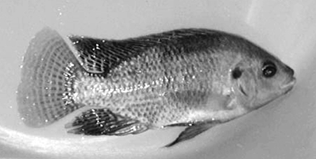 Article image for Salinity affects protein, lipid requirements of Nile tilapia broodstock
