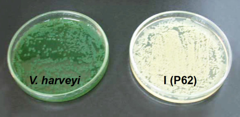 Article image for Immunostimulant qualities of probiotic bacteria