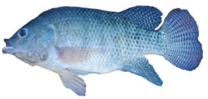 Dietary cottonseed meal affects growth, hematology, immune responses of Nile tilapia