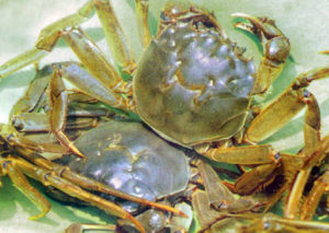 Paddy culture: Chinese mitten-handed crabs