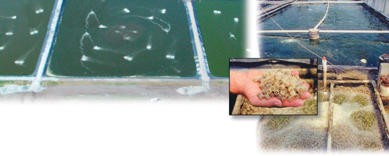 Article image for Utilization of heterotrophic and autotrophic bacteria in aquaculture
