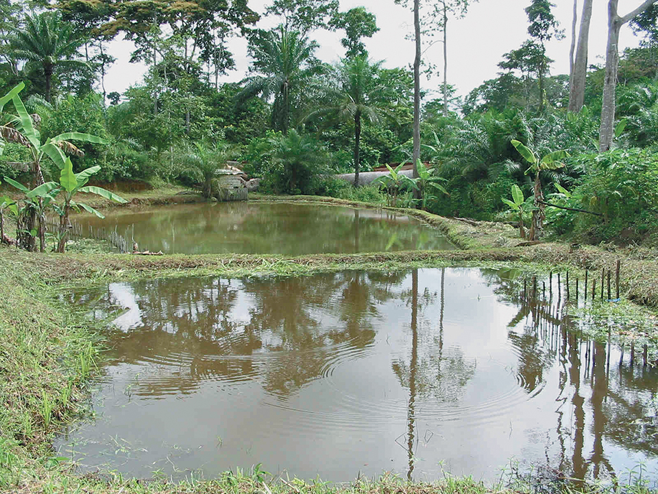 Fish culture in Cameroon Smallscale commercial Responsible Seafood