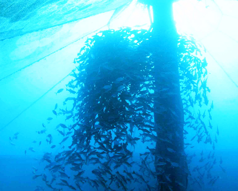 Article image for Marine fish aquaculture breakthroughs in U.S., Caribbean