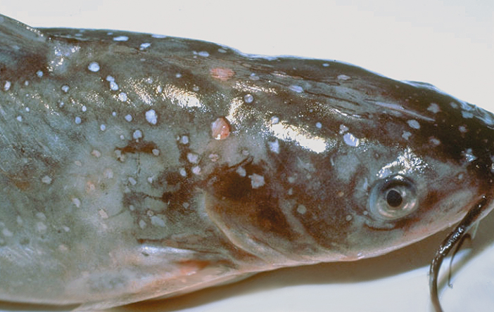 Article image for Genetic detection of bacteria improves selective breeding in channel catfish