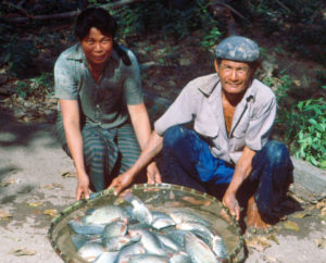 Role of tilapia in rural aquaculture