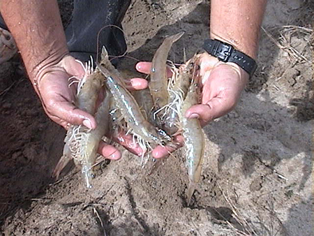 Article image for Shrimp genetic improvement in Mexico