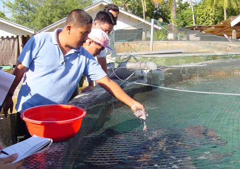 Article image for Cooperative efforts drive marine finfish aquaculture development in Asia-Pacific