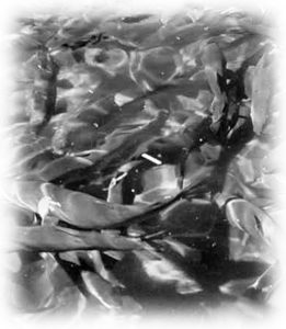 Dietary lysine in plant protein diets improves rainbow trout performance, water quality