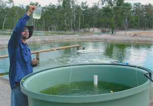 Inland prawn farming trial in Australia