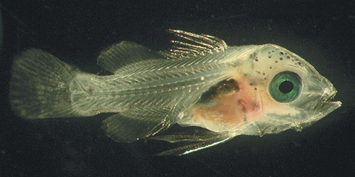 Article image for Live food enrichments enhance diets for larval yellowtail snappers