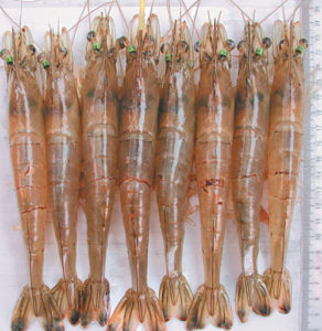 Selective breeding raises WSSV resistance in fleshy prawns