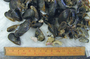 Blue mussel extracts stimulate flounder feeding