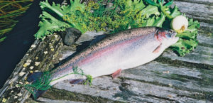 Improved salmonid quality through selective breeding