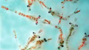 Tests study fresh marine ingredients in shrimp larval diets