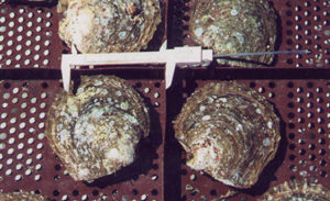 Pearl oyster culture in Mexico