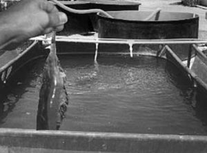 Yucca extract reduces ammonia concentrations in Mexico shrimp trial