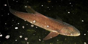 U.S. lab provides basis for further cobia study