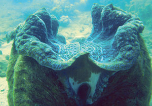 Giant clam mariculture