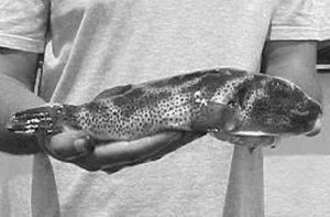 Temperature, salinity affect egg survival, hatching rate in bullseye puffers