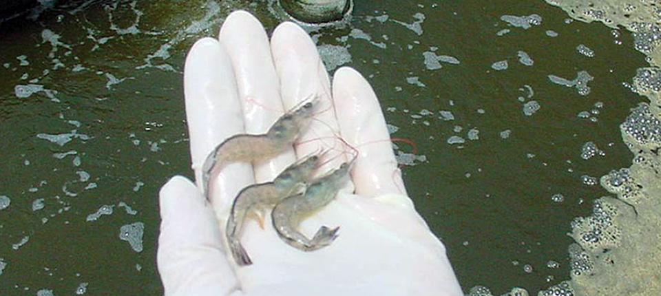 Greenhouse raceways: A consideration for super intensive shrimp ...